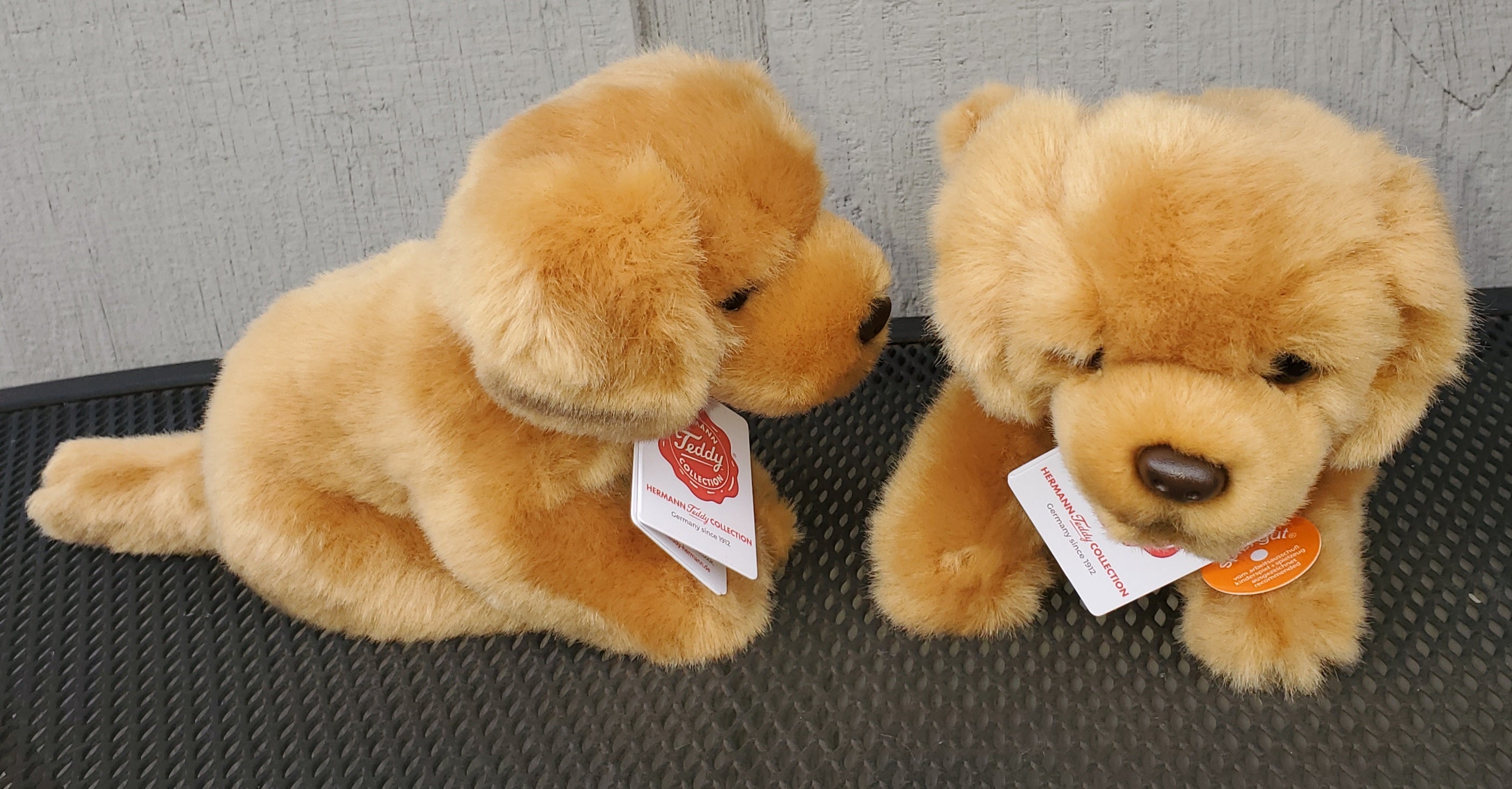 Golden Retriever - 6