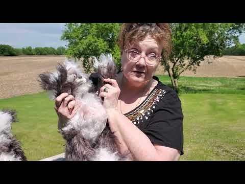 Labyrinth- 21" Long-Hair - Isabelle Collection - Only 250 Made!